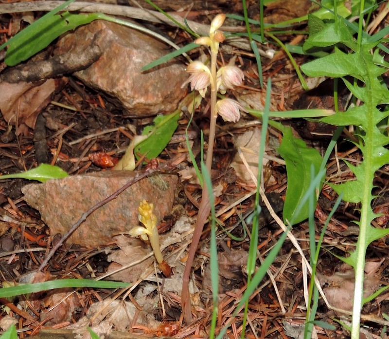 Corallorhiza striata var. vreelandii photo 7