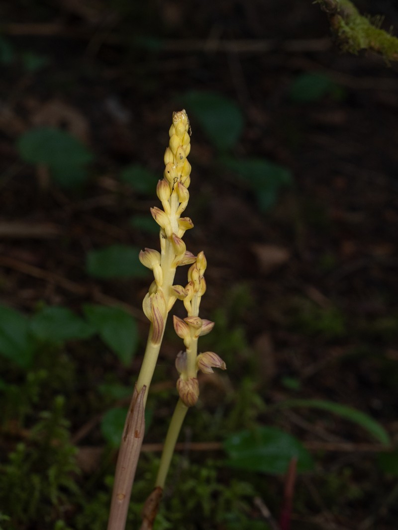 Corallorhiza striata var. vreelandii photo 8