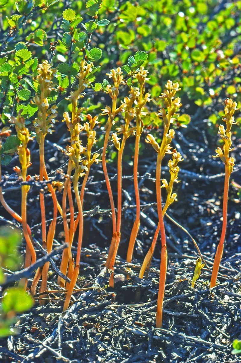 Yellow Coralroot