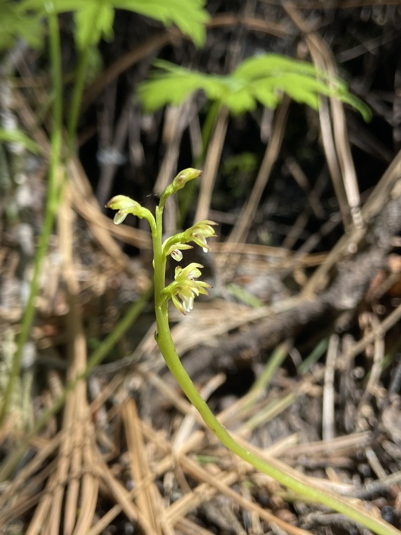 Yellow Coralroot photo 2