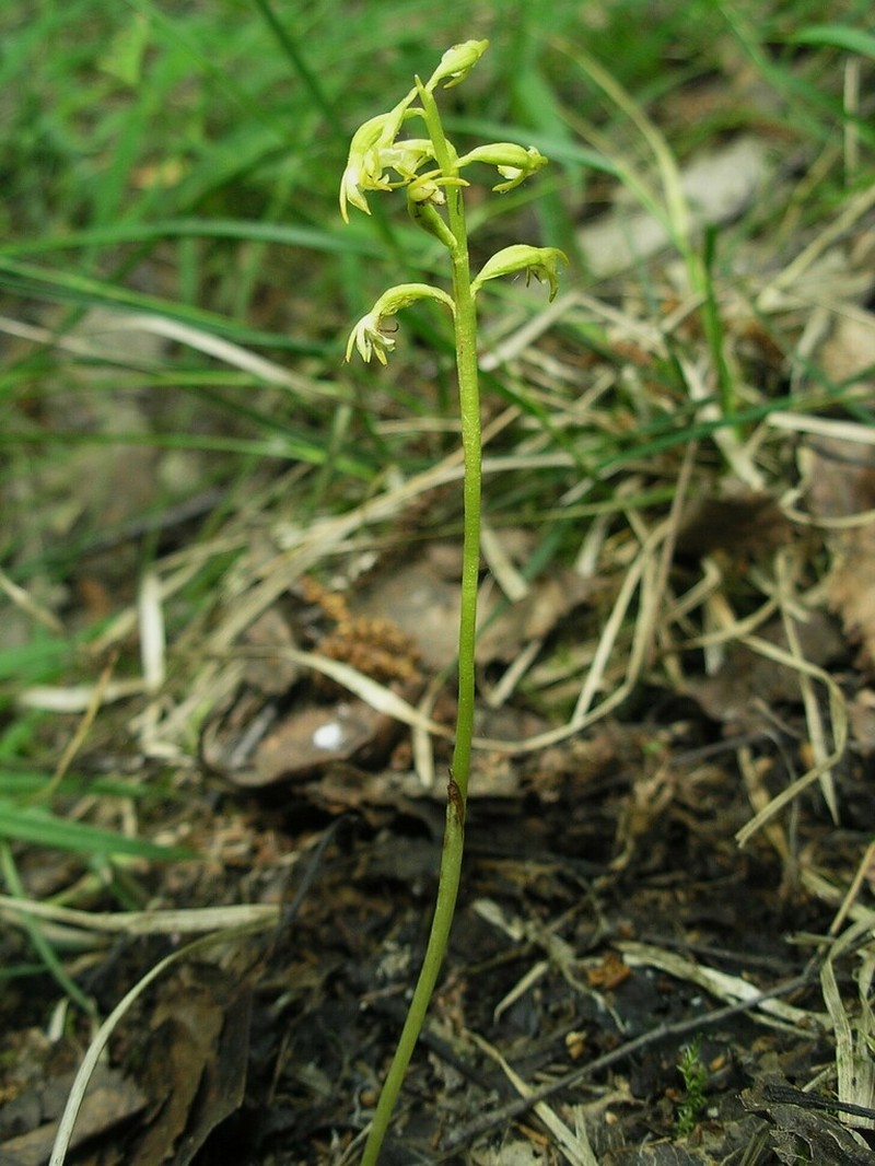Yellow Coralroot photo 3