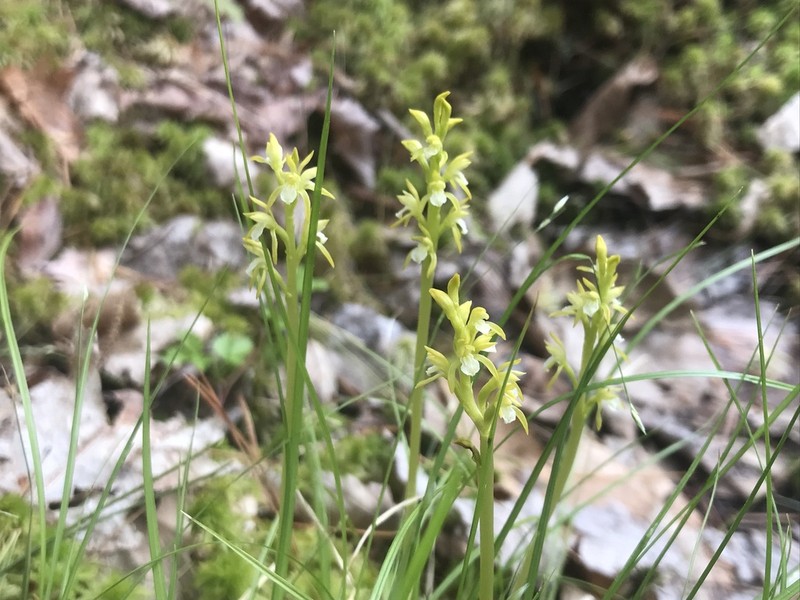 Yellow Coralroot photo 4