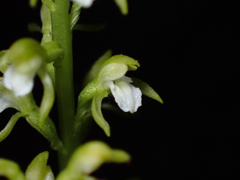 Yellow Coralroot photo 5
