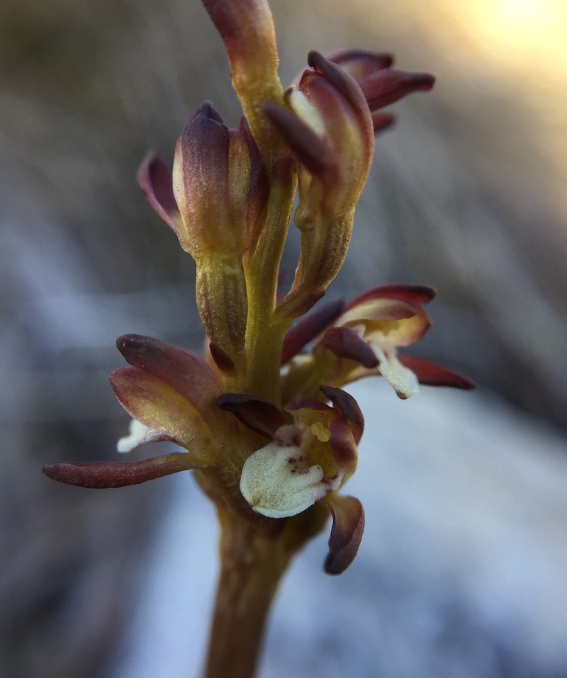 Yellow Coralroot photo 6