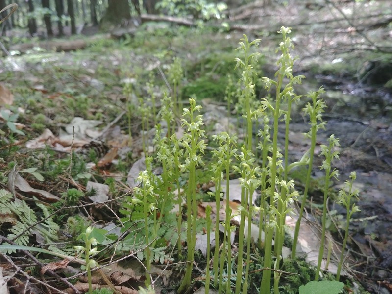 Yellow Coralroot photo 7