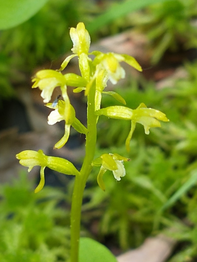 Yellow Coralroot photo 8