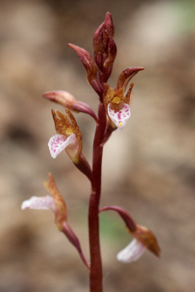 Spring Coralroot