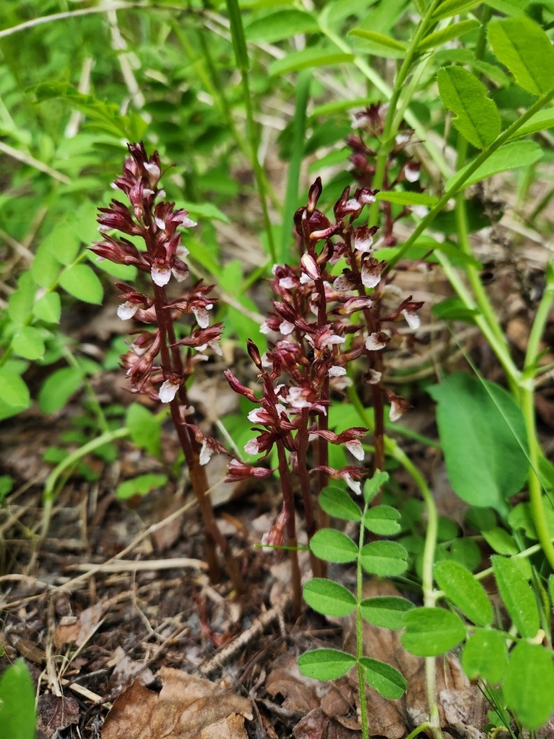 Spring Coralroot