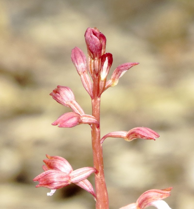 Spring Coralroot photo 2