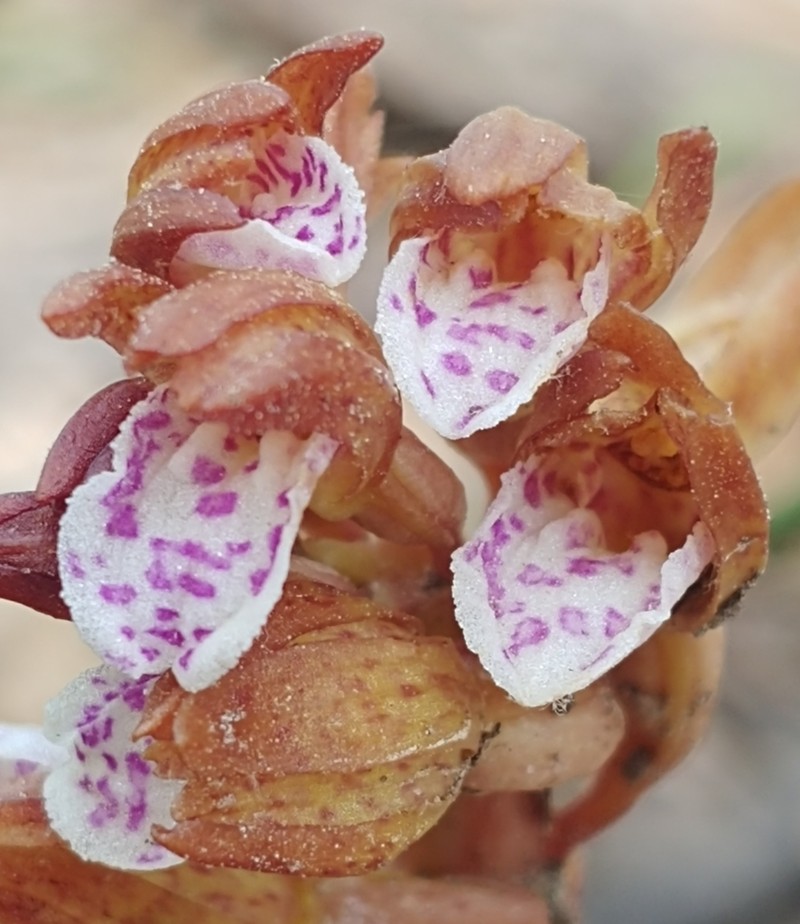 Spring Coralroot photo 3
