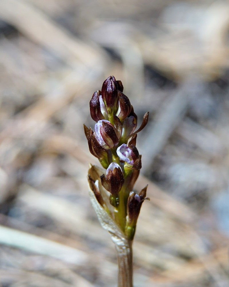 Spring Coralroot photo 4