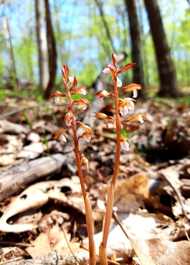 Spring Coralroot photo 5