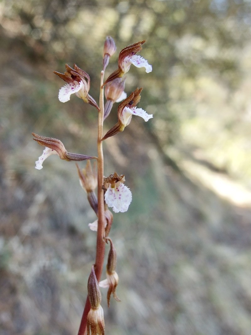 Spring Coralroot photo 6