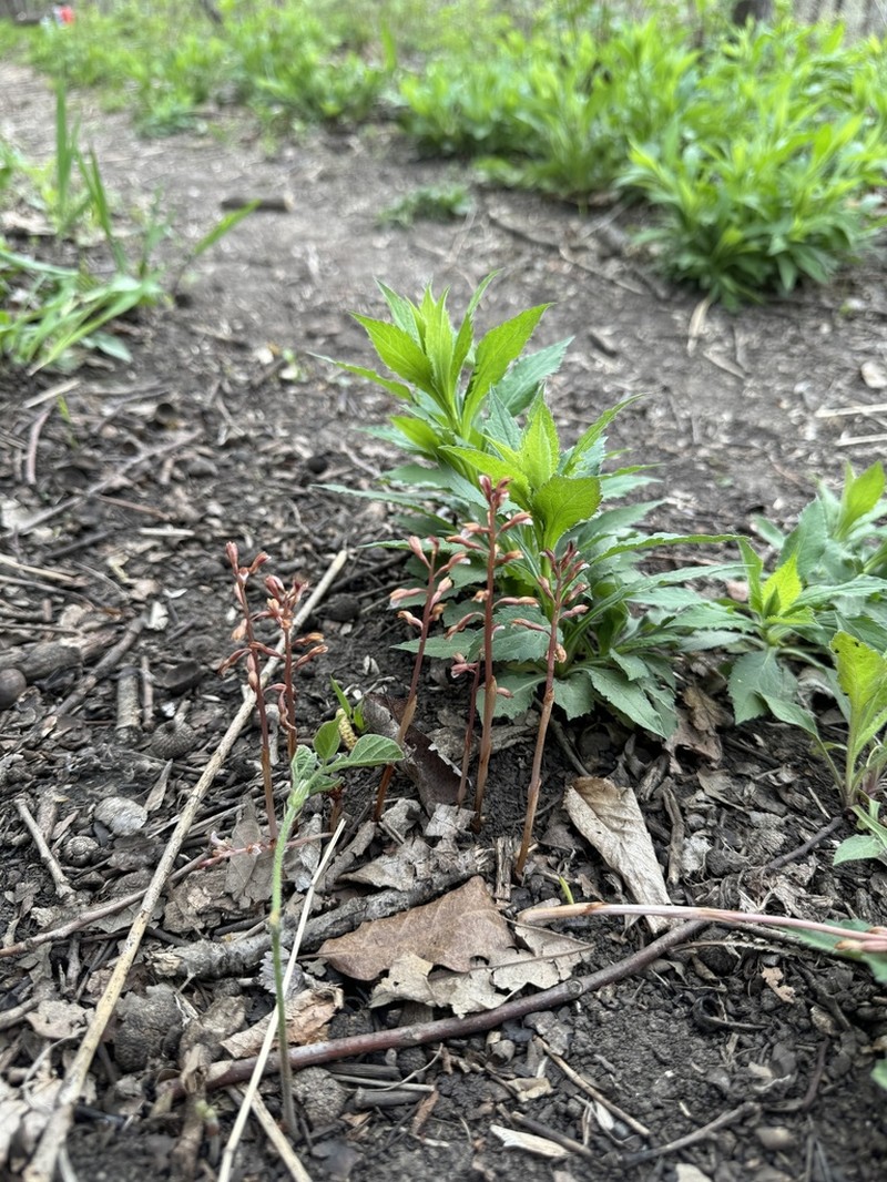 Spring Coralroot photo 7