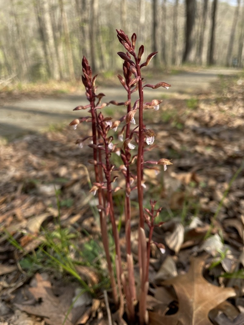Spring Coralroot photo 8