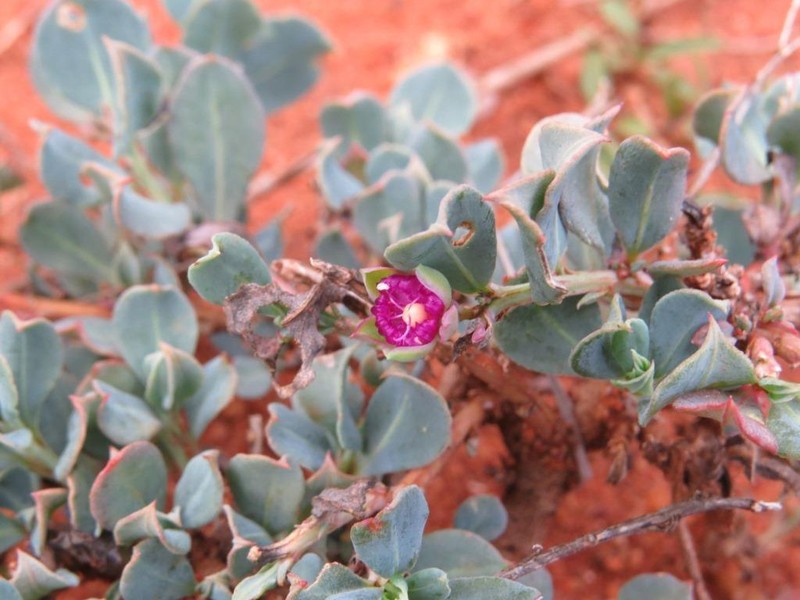 Corbichonia exellii