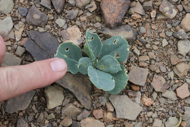 Corbichonia exellii photo 2