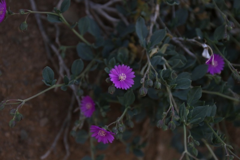 Corbichonia exellii photo 3