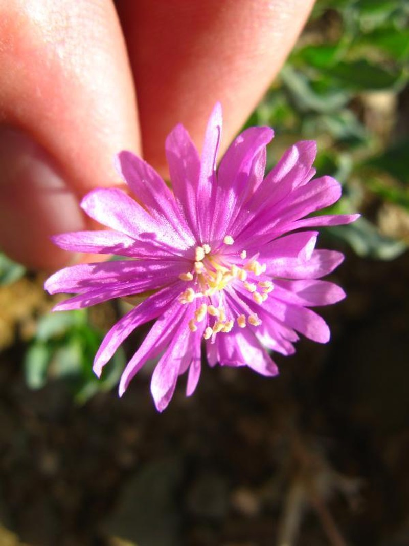 Corbichonia exellii photo 4