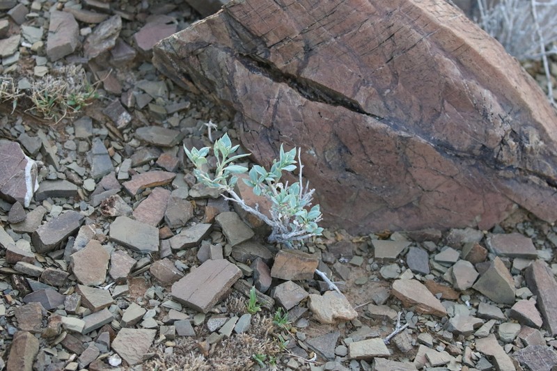 Corbichonia exellii photo 5
