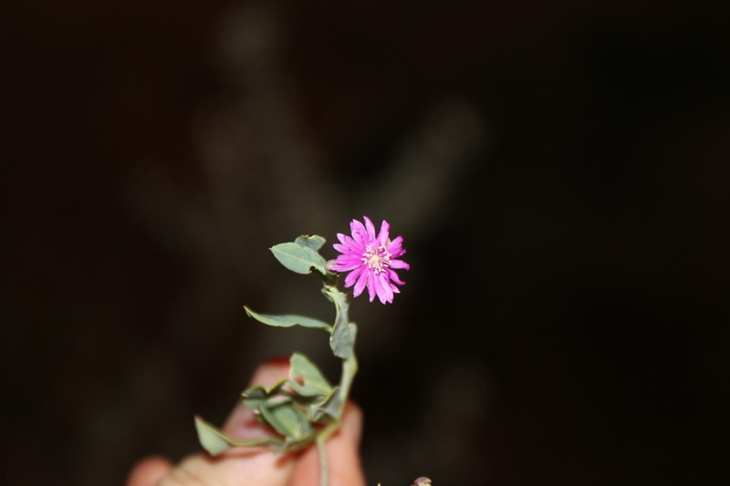 Corbichonia exellii photo 6