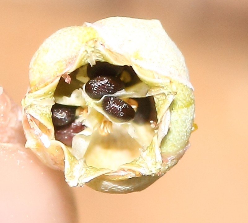 Corbichonia exellii photo 7