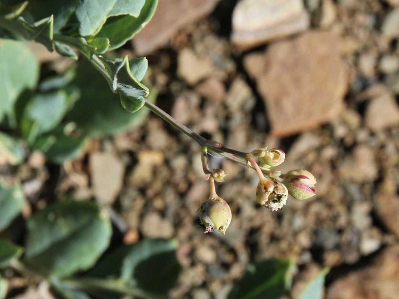 Corbichonia exellii photo 8