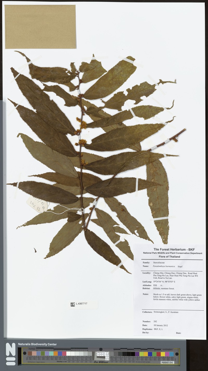 Corchoropsis burmanica