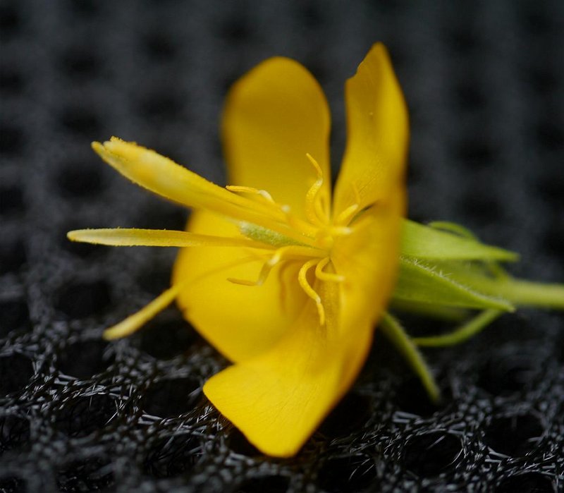 Corchoropsis photo 2