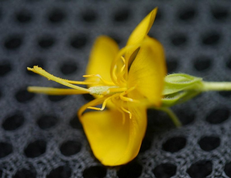 Corchoropsis photo 3