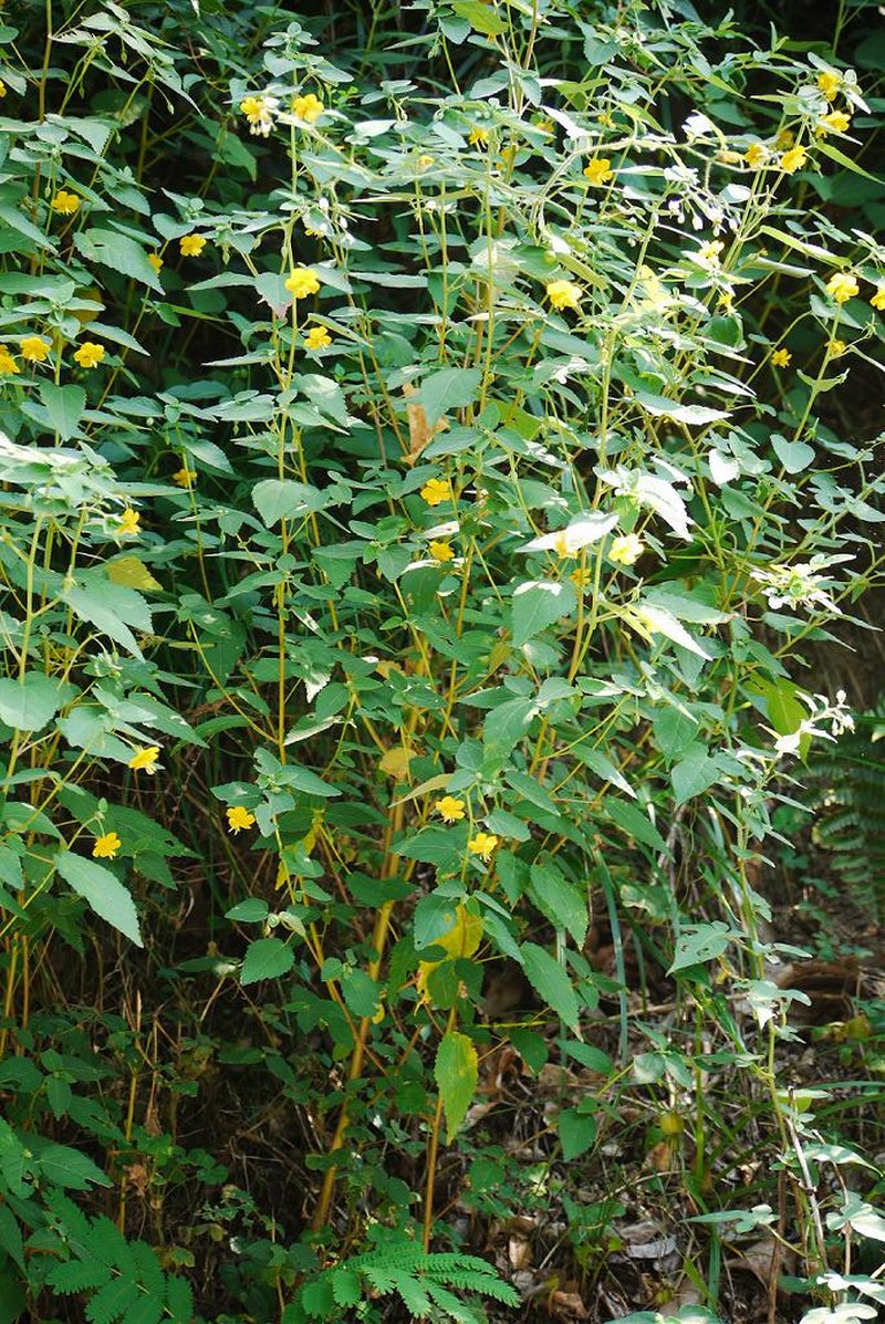 Corchoropsis photo 4