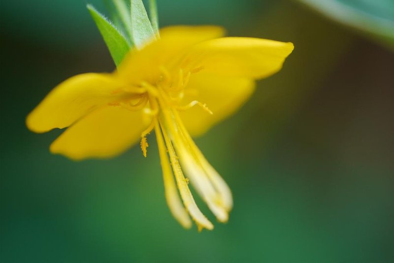 Corchoropsis photo 5