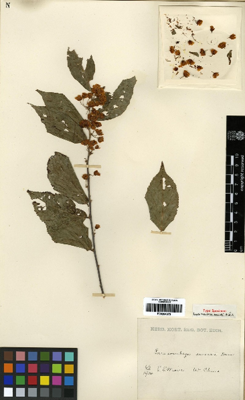 Corchoropsis sinensis