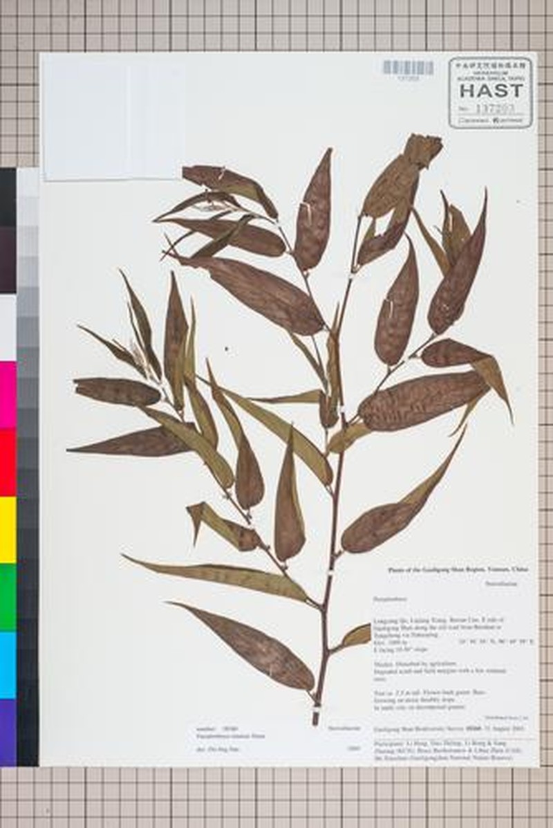 Corchoropsis sinensis photo 2