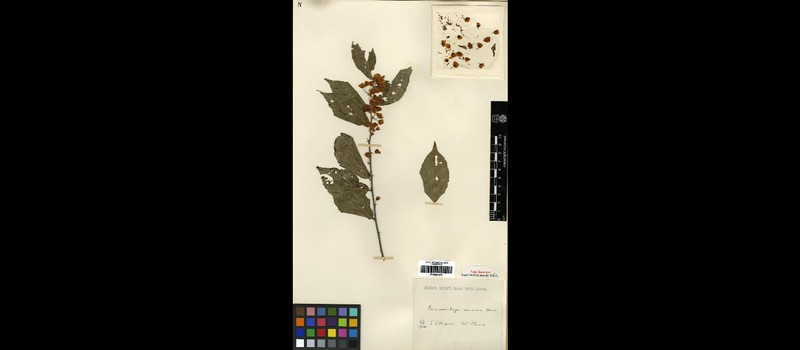 Corchoropsis sinensis photo 3