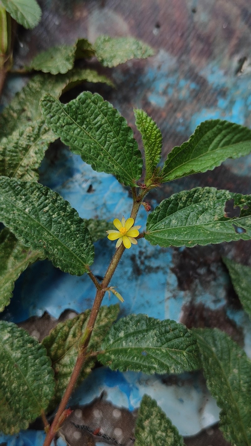 Corchorus aestuans var. aestuans