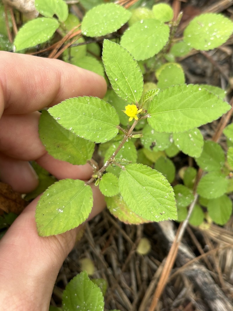 Corchorus aestuans var. aestuans photo 2