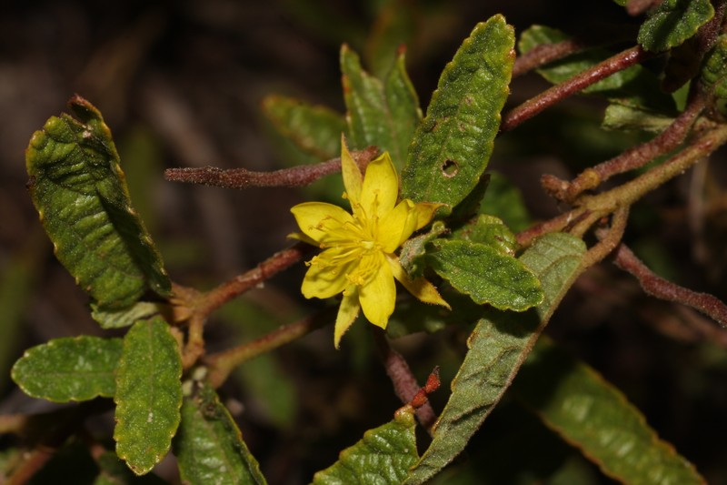 Corchorus drysdalensis photo 5