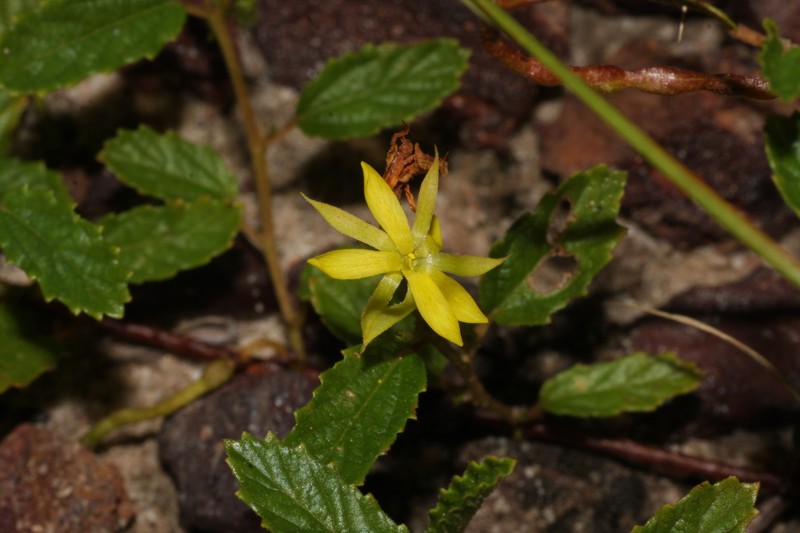 Corchorus drysdalensis photo 6