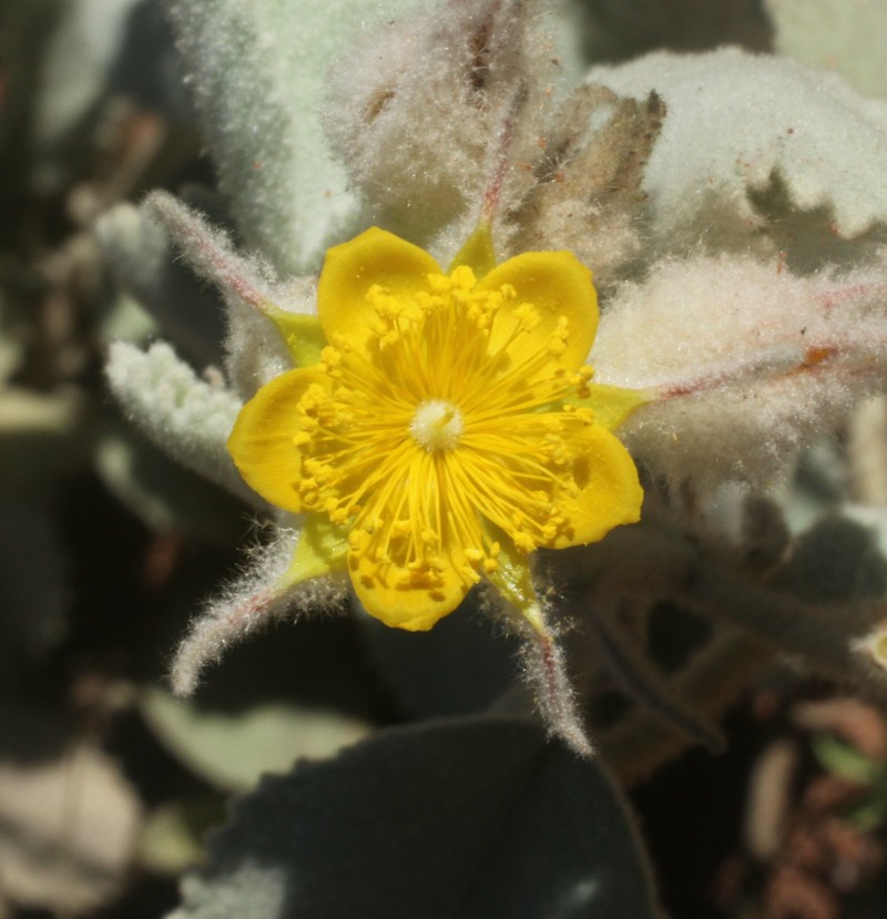 Corchorus incanus subsp. incanus