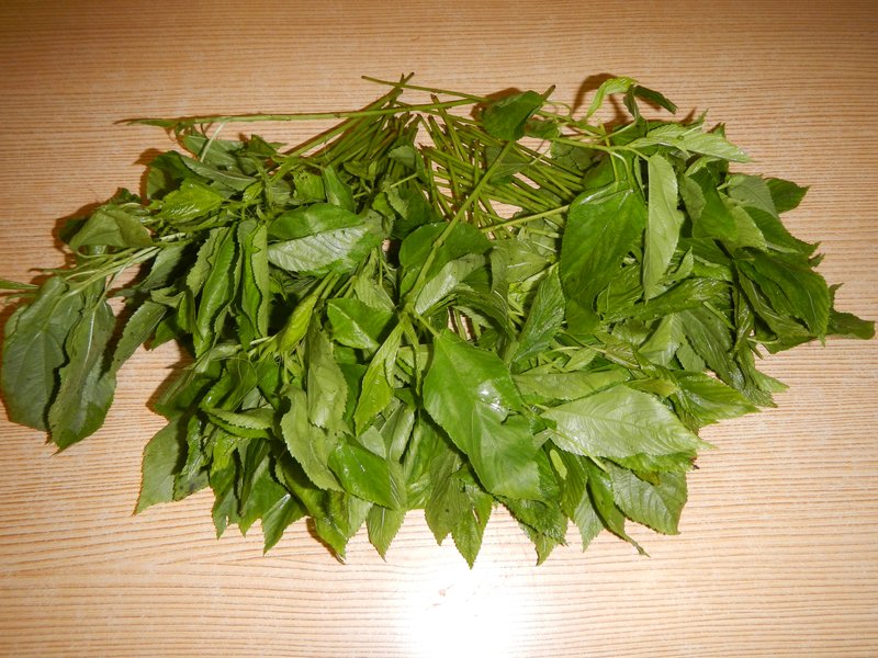 Nalta Jute photo 3