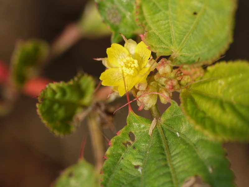 Nalta Jute photo 6
