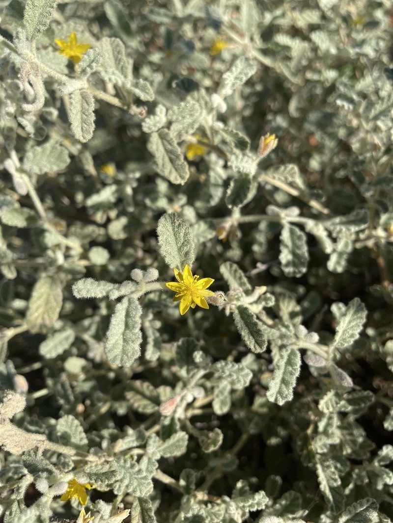 Corchorus sidoides subsp. sidoides