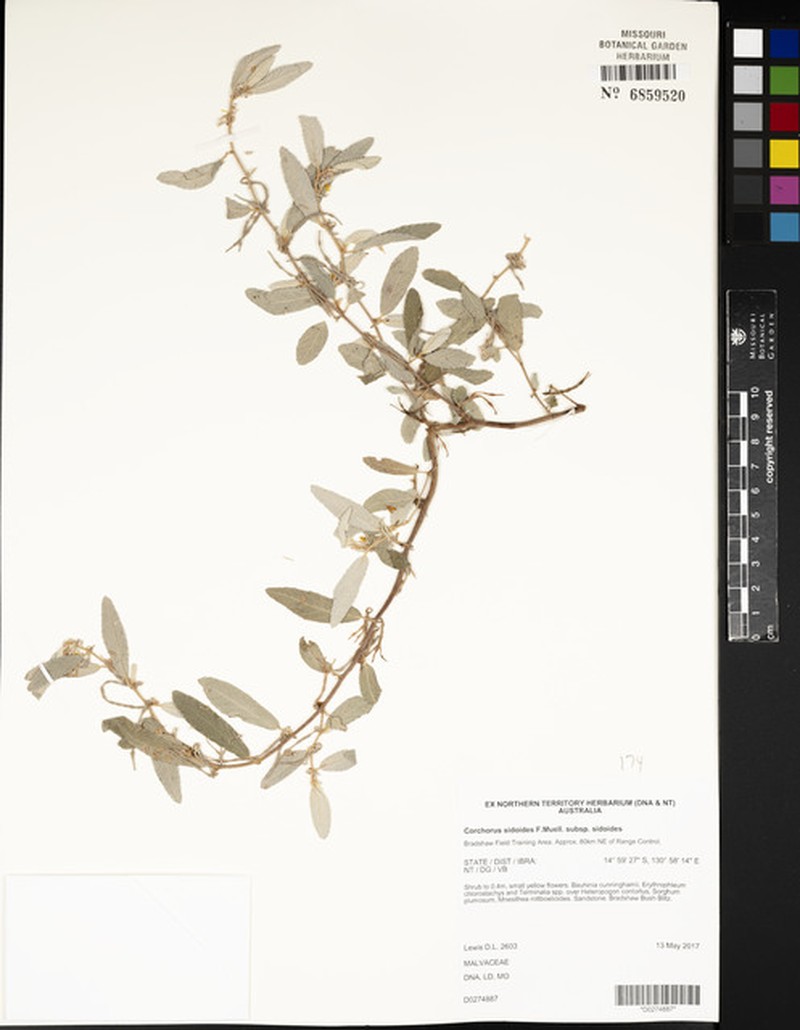 Corchorus sidoides subsp. sidoides photo 2