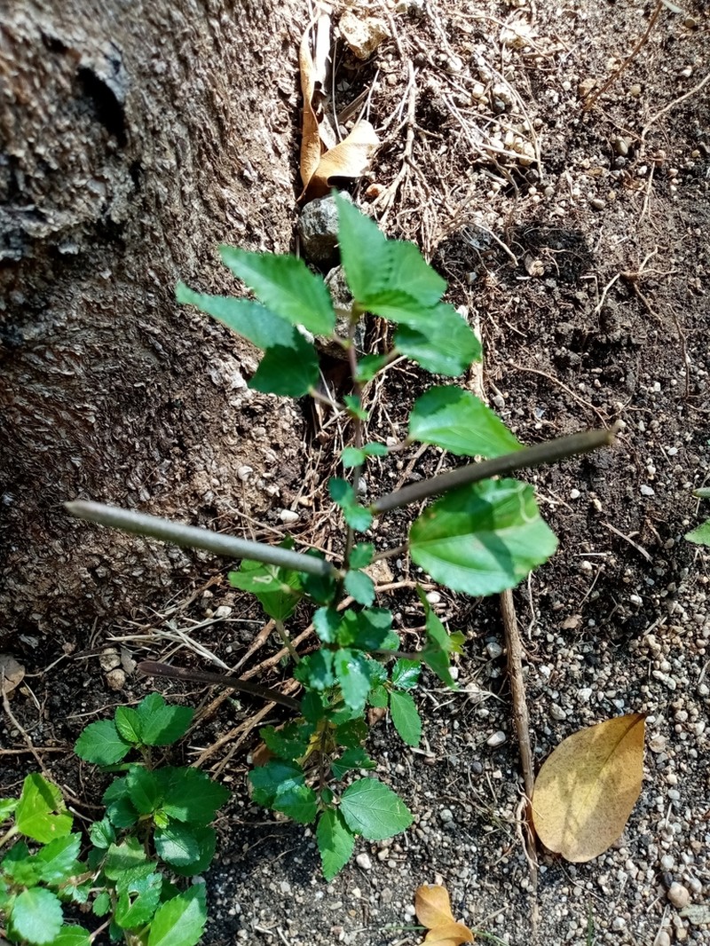 Slippery Burr photo 5
