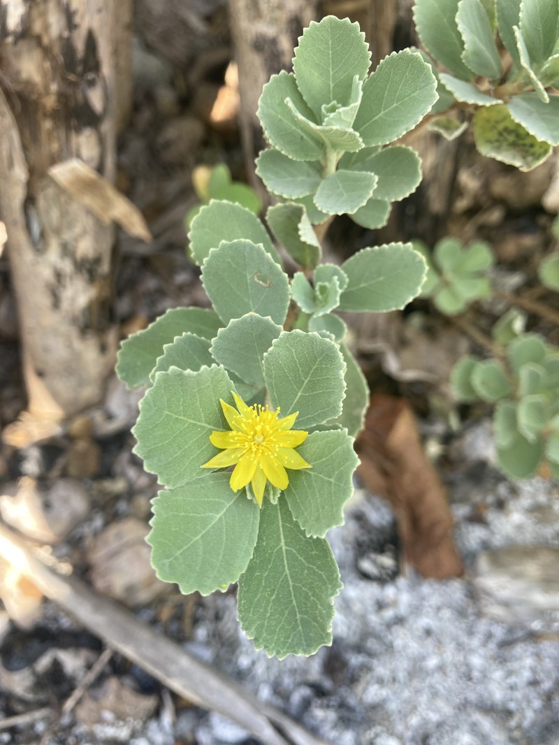 Corchorus torresianus