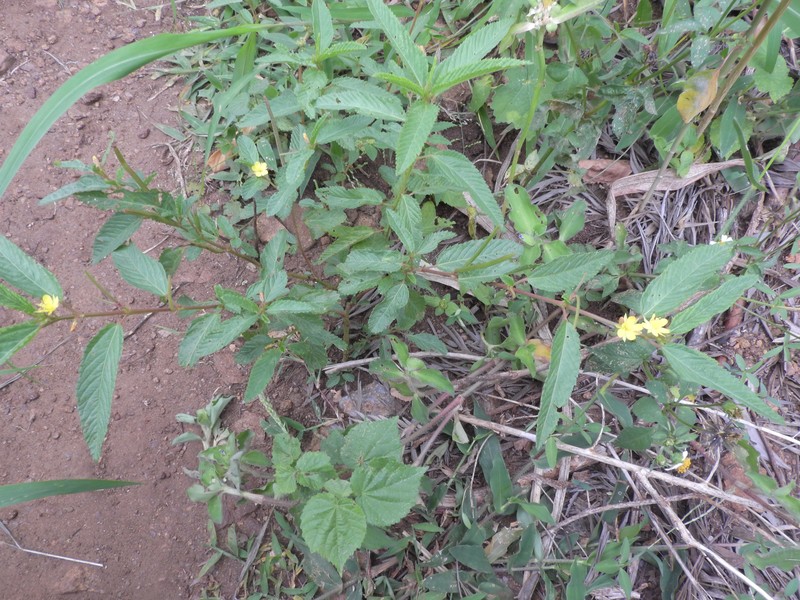Wild Jute photo 3