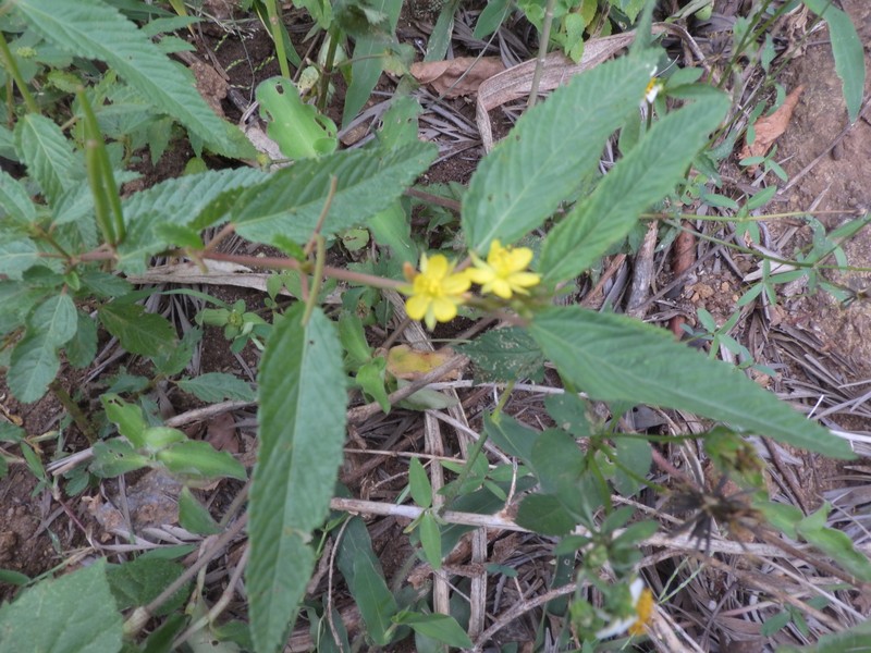 Wild Jute photo 4