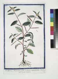 Wild Jute