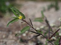 Threelocule Corchorus